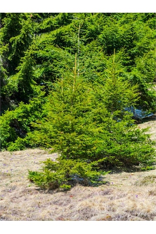 Ithal Limoni Selvi Limon 30 50 Cm 1 Adet Tüplü Dış Mekan Bitkisi Cupressus Macrocarpa