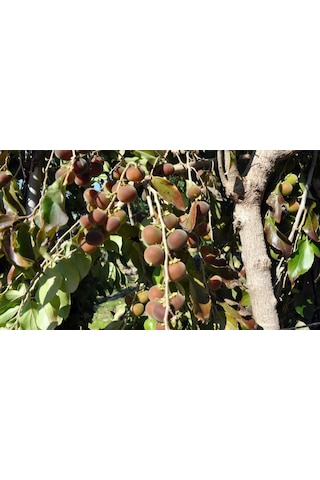 Ketembilla Fidanı 5 Yaş 120 Cm