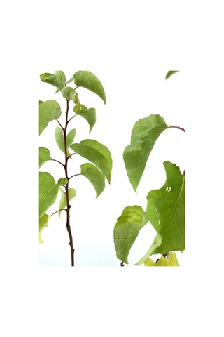 Kayısı Şekerpare Fidanı 2 Yaş 70-80 Cm