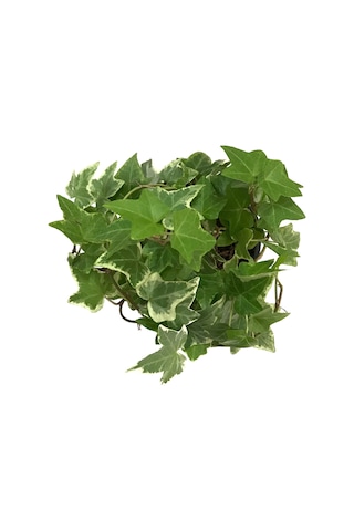 Hedera Helix 'Eva' (Duvar Sarmaşığı) Ø8,5 CM Y10-15 CM