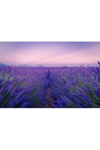 50 Adet Lavanta Açık Kök Intermedia Fidanı Fidesi