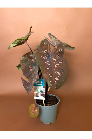 Caladium Caladium Bicolor 63 Cm Bordo Yapraklı Form