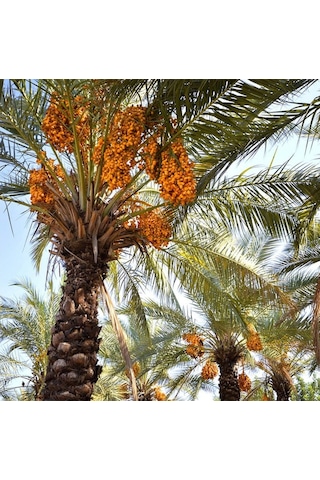 Hurma Fidanı 150 Cm