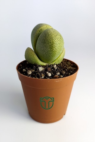 Pleiospilos Nelii Özel Tür Kaktus Çiçek Açan Kaktüs 5.5 Cm