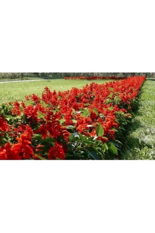 Ateş Çiçeği Salvia Splendens 40 Adet