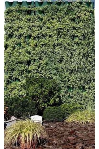 Dikey Bahçe Modülü Yeşil