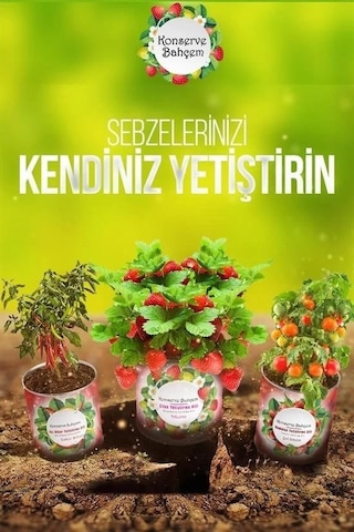 Konserve Bahçem Evde Konservede Dereotu Yetiştirme Kiti Aparatı Çok Renkli