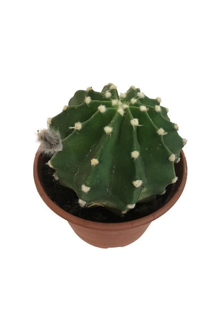 İthal Büyük Boy Kaktüs - Echinopsis Subdenudata 17 Cm Lik Saksıda