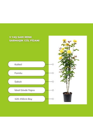 3 Yaş Sarı Renk Sarmaşık Gül Fidanı