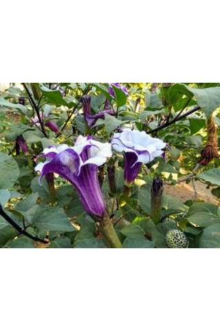 Karışık Renk Datura Tohumu 10 Adet