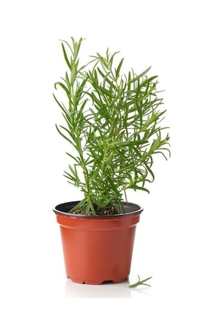 Sinek Böcek Kovucu Bitki Seti Lavanta+biberiye+sarı Kadife Çiçeği 10-20cm Boylarında
