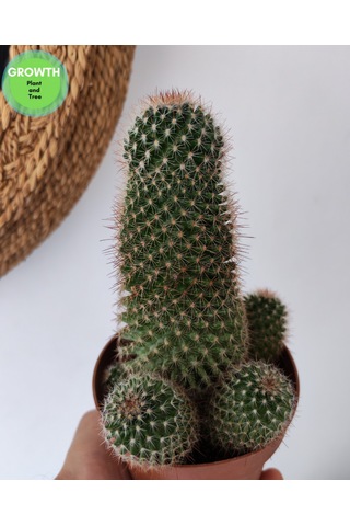 Mammillaria Densispina Kaktüs 1 Adet