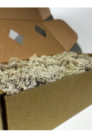 Reindermoss Şoklanmış Norveç Yosunu Terarium Yosunu Natural Green 5 Kg.
