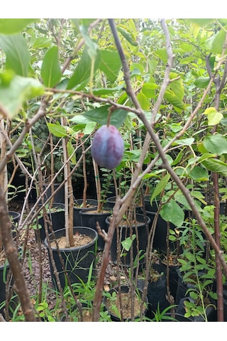 Yeşil Deniz Fidancılık Tüplü Mürdüm Erik Fidanı 100-150 Cm