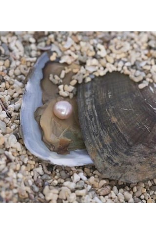 Istiridye Içinde Gerçek Inci Kolye (311674816)