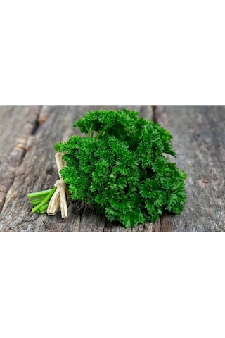 Kıvırcık Maydanoz Tohumu Atalık Saksı Tipi Moss Curled Parsley