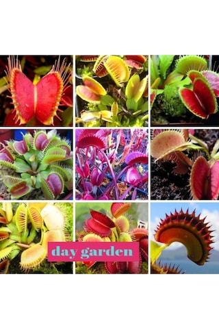 10 Adet Karışık Renk Venüs Sinek Kapan Etobur Bitki Tohumu + 10 Adet Karışık Renk Gül Tohumu