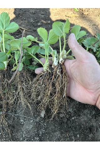 Erkenci Asya Çilek Fidanı 6 Adet Saksıd