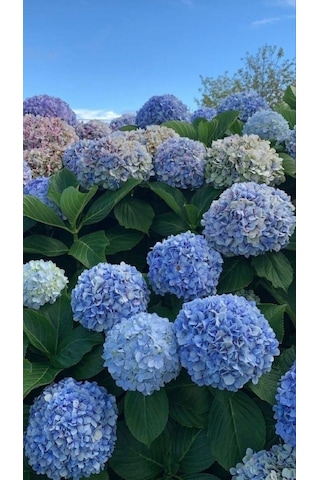 2 Yaşında Ortanca Çiçeği Hydrangea Spp. Fidanı - Bahçeniz İçin