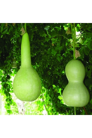 SimaGRo Çiçek Tohumları Yıldız Çiçeği 30 Adet