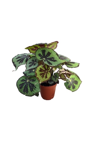 Begonia Masoniana Begonia Çiçeği Ø14 Cm Y35-40 Cm