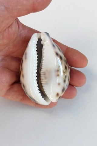Tiger Cowry Deniz Kabuğu 32