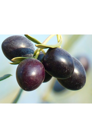 Fidan & Peyzaj - Gemlik Zeytin Fidanı 4 Yaş