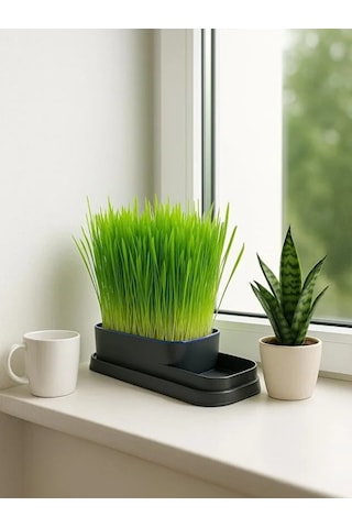 Mucit Home Topraksız Doğal Kedi Çim Yetiştirme Kabı