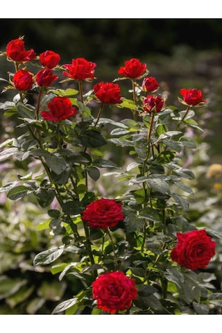 Yediveren Kırmızı Beyaz Lila Çeşitli 25 60 Cm Tüplü Aşılı Gül Fideleri Red LWhite Rose
