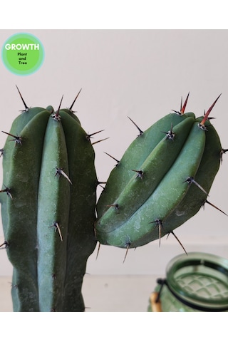 Blue Myrtillocactus 1 Adet
