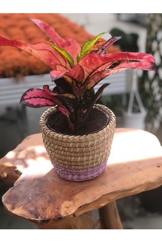 Hasır Saksıda Renkli Kraton - Codiaeum Variegatum Sunny Star N11.91