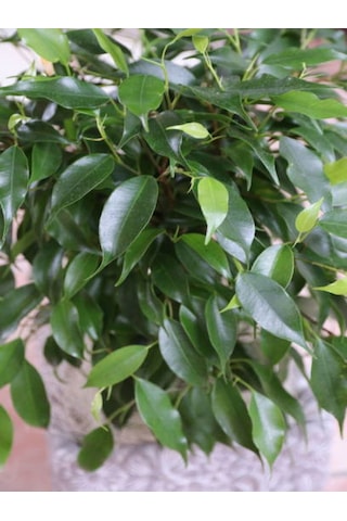 Videolu Benjamin Ficus Bitkisi 1 Adet Saksılı/ Tüplü 80-110cm Iç Mekan Salon Ofis Bitkisi