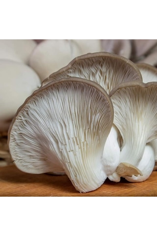 1 KG İstiridye Mantarı Tohumu Miseli