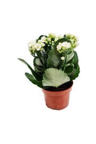 Kalanşo Çiçeği Kalanchoe 10 Adet Beyaz