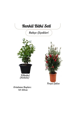 Kokulu Filbahri Sarmaşığı+ Fıça Çalısı Bahçe Bitkisi Saksılı