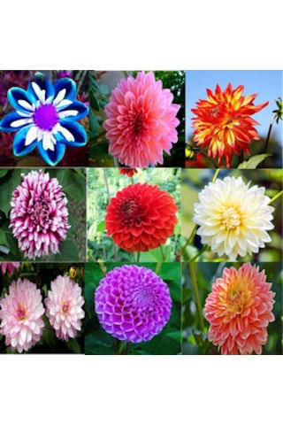 99 Adet Bodur Yıldız Dahlia Çiçeği Yumrusu Karışık 15 Renk .yumru Boyu 9 Cm . Yeni Mahsul.çiçekli Boyu 45 Cm.