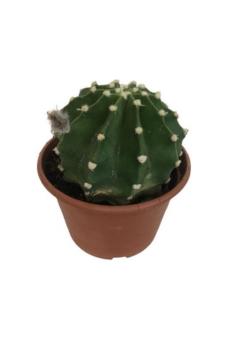 İthal Büyük Boy Kaktüs - Echinopsis Subdenudata 17 Cm Lik Saksıda