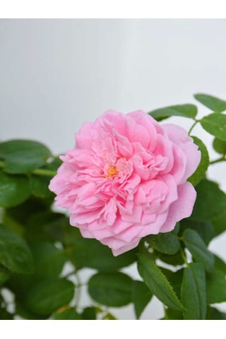 Videolu Pembe Ponpon Sarmaşık Gül Fidanı 1 Adet 80-120cm Dış Mekan Climbing Pink Ruffled Rose