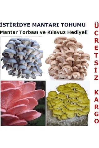 2000 Adet İstiridye Kavak Mantarı Tohumu