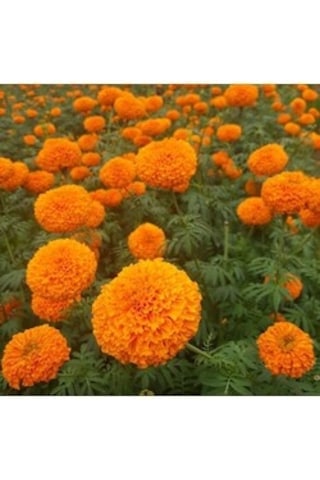 Top Kadife Çiçeği 15 Adet Tohum