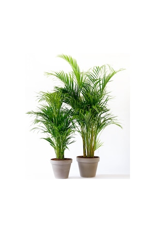Areka Palmiyesi 120-150 cm