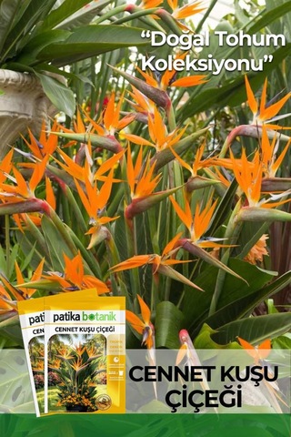 3 Adet Cennet Kuşu Çiçeği Tohumu (Strelitzia Reginae)