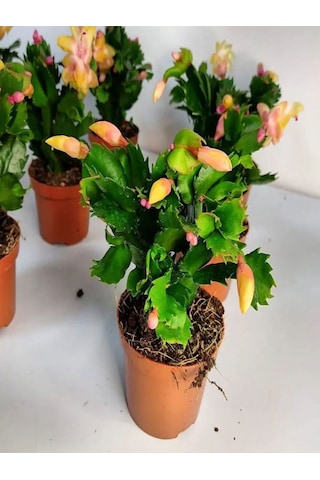 Videolu Sarı Yılbaşı Çiçeği Fidanı 1 Adet Saksılı 10-20cm Iç Mekan Bitkisi Yellow Rhipsalidopsis