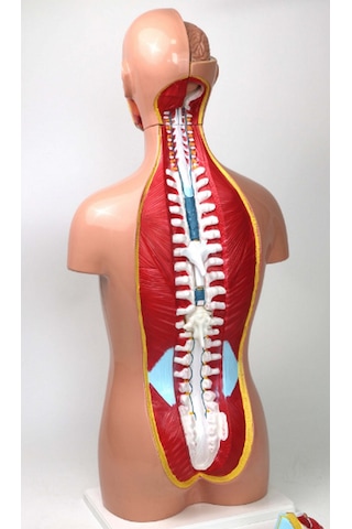 İnsan Vücudu Modeli Torso 85cm 26 Parça Cinsiyetsiz Tam Boy Gerçekçi Renkler Kaideli