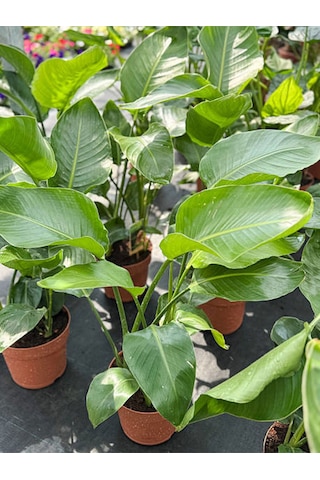 3 Gövdeli Strelitzia Cennet Kuşu Dolgun Formlu Canlı Salon Bitkisi 80 120 Cm