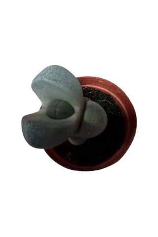 Serada Decor Plant Pleiospilos Nelii Lithops Turuncu Çiçek Açan Taş Kaktüs Yaşayan Taşlar