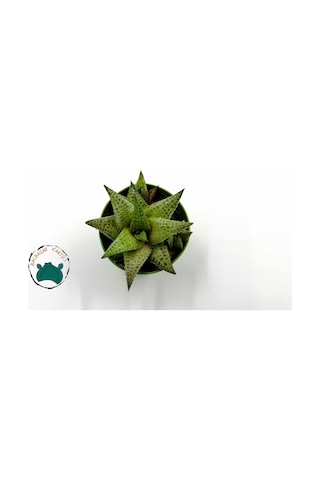 Haworthia Venosa 'Tessellata' (Sukulent) Ø5,5 CM Y0-10 CM