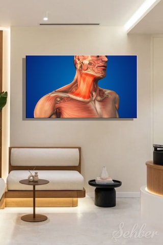 İnsan Boyun Kaslarının Anatomisi Platysma Kası 3d Tıbbi İllüstrasyon Kanvas Tablo Yatay Tekli 3557