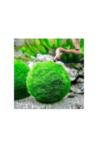 Canlı Bitki Marimo Moss Ball, Dekoratif Ve Doğal Bitki Seçeneği 41bordocipsobeyaz