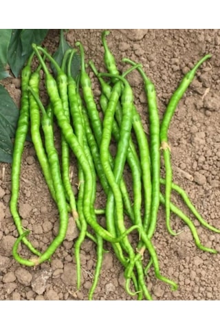 Tatlı Kıl Sivri Biber Tohumu 1000 Adet